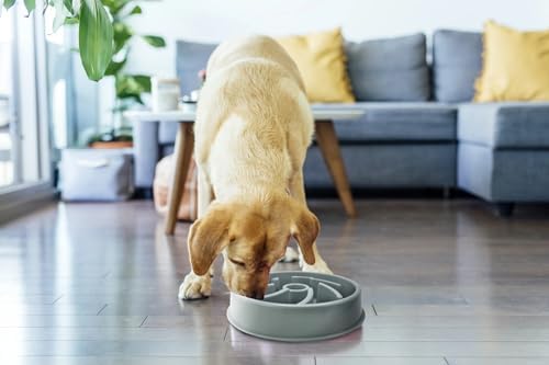 Cutie's PetBox Slow Feeder Dog Food Bowl, Plastic Swirl Design with Anti-Slip Base (Blue)