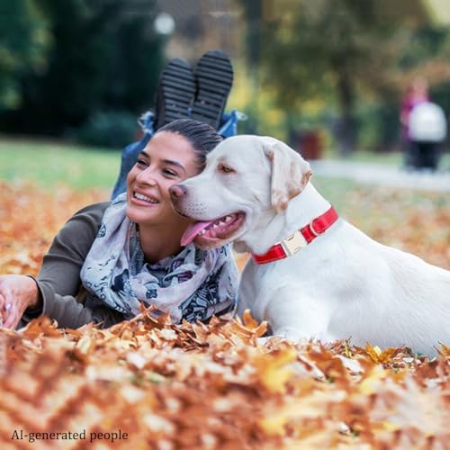 Reflective Dog Collar with Quick Release Metal Buckle Heavy Duty