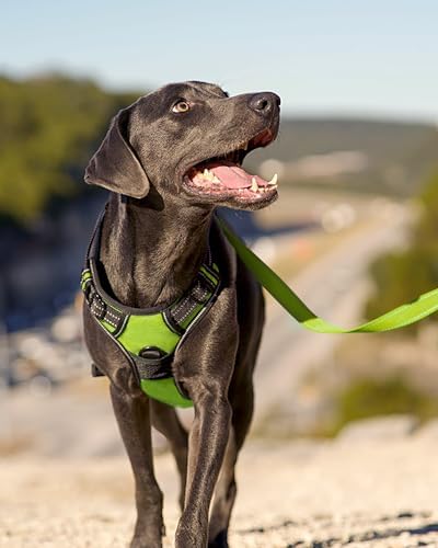Joytale No Pull Dog Harness Medium Sized Dog, Front Clip, Green