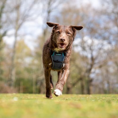 CarSafe Crash Tested Dog Safety Harness | Size S