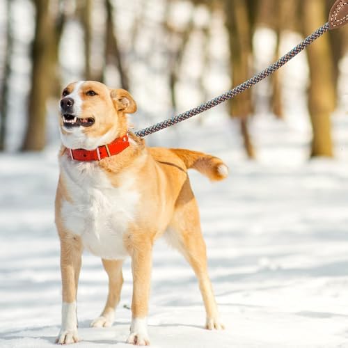 Mile High Life Dog Leash with Genuine Leather-Wrapped Ends, 4/5/6FT