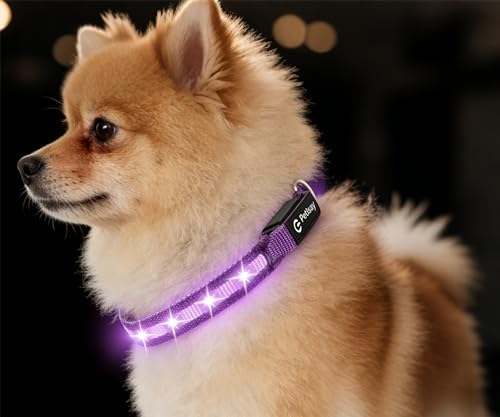 Super Bright LED Dog Collar, Waterproof Light up Collars(Purple, X-Small)