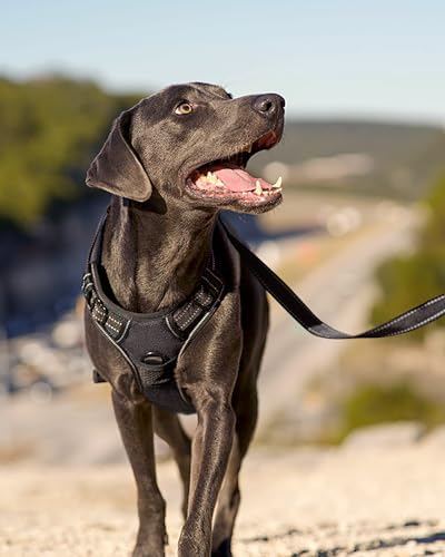 Joytale No Pull Dog Harness Medium Sized Dog, Front Clip, Black