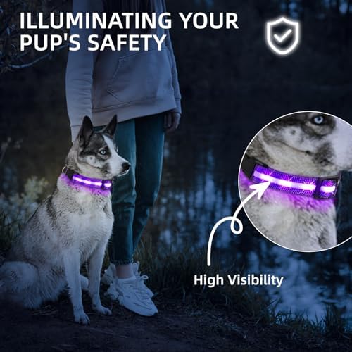 Super Bright LED Dog Collar, Waterproof Light up Collars(Purple, X-Small)