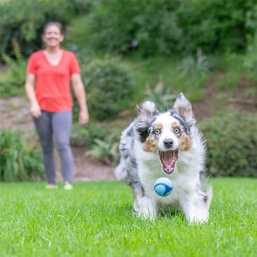 Chuckit! Sniff Ball Dog Toy, Durable High Bounce Bacon Scented Rubber Dog Ball Fetch Toy, Medium, (Pack of 12)