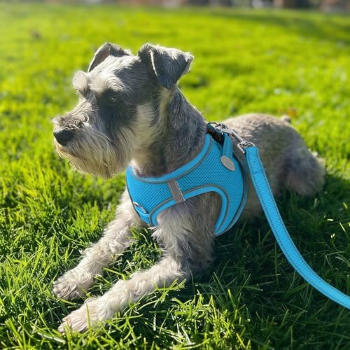 Joytale Step-in Dog Harness, Soft Breathable Mesh, Sky Blue XL