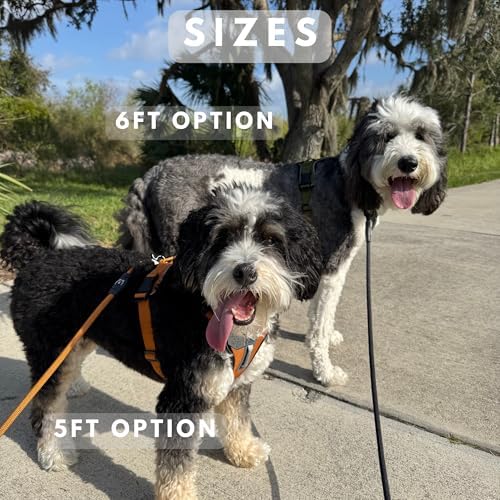ShawnCo Basecamp Rope Dog Leash (Pacific Blue, 6 Feet)