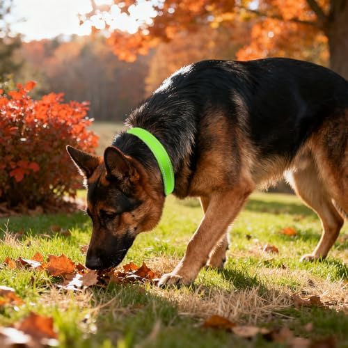 Taglory Reflective Extra Large Dog Collar, Comfortable for Safe Night Walks