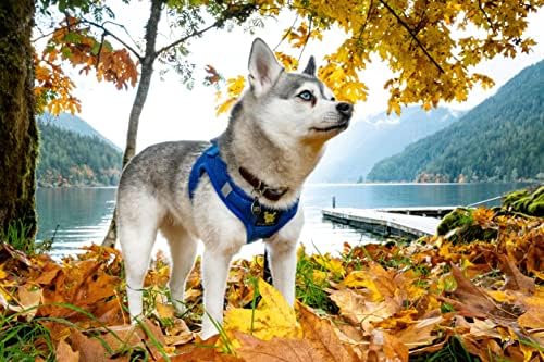 EcoBark Step in Dog Harness, Soft Mesh Halter Vest, Royal Blue, Medium