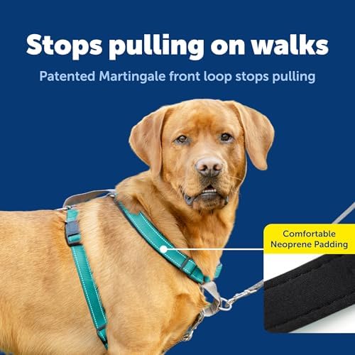 PetSafe Easy Walk 3 in 1 No Pull Dog Harness, Teal, Large