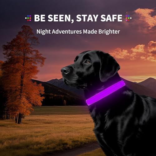 Light Up Dog Collar for Night Walking, Reflective LED Collar(Purple, M)