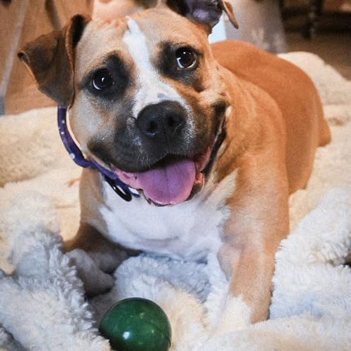 The O.G. of Bounce Rubber Dog Ball, Christmas Dog Toy, Made in USA, 2.5 inches, Fetching Breeds, Xmas Dog Gift, 2 Pack Holiday Box