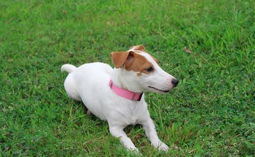 Mikivery Nylon Dog Collar with Quick Release Buckle Soft Adjustable Sturdy for Small Medium Large Dogs Pink,L
