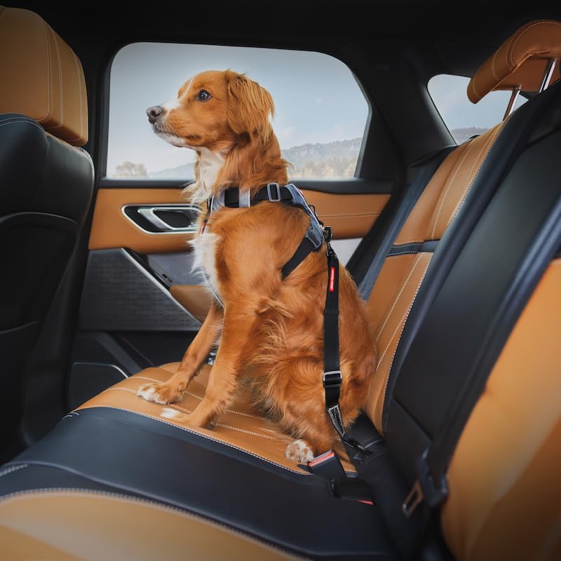EzyDog Click ISOFIX Standard - Dog Seat Belt Car Restraint - 17in - 26in